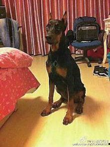 西安狗狗爆料事件最新情况,最新进展与各方回应梳理